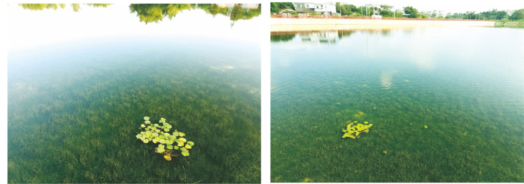 耀潭景觀湖修復(fù)后